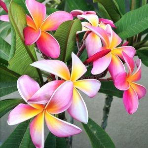 Meet your Posher, Irene